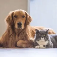 Pet Friendly