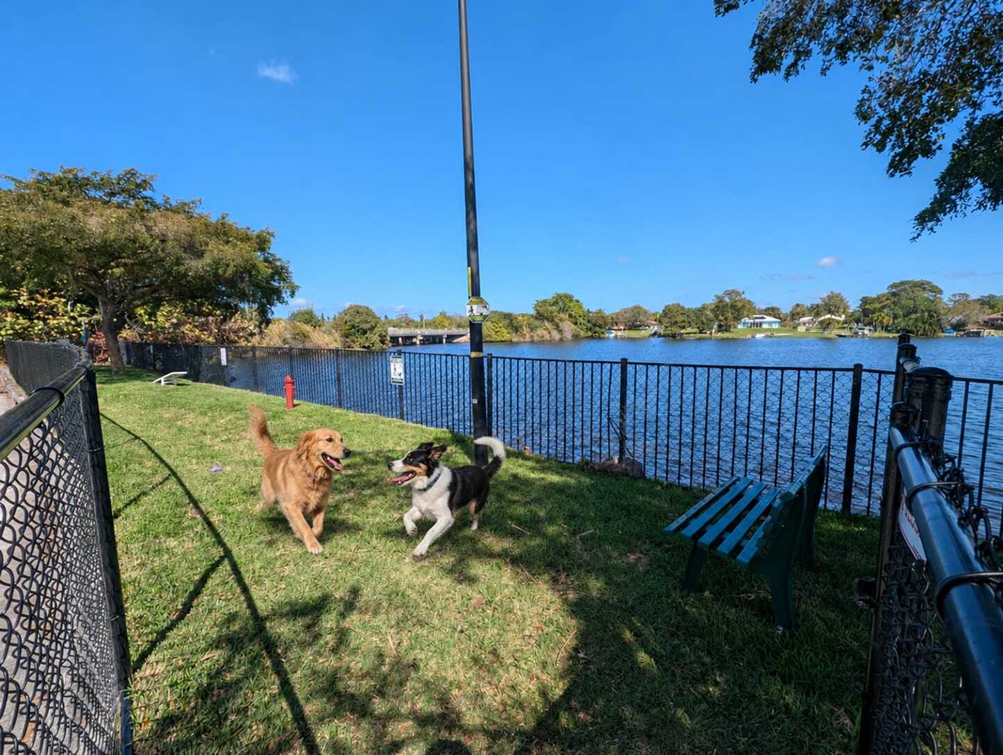 Vibrant dog park scene by the lake, featuring two playful dogs, lush greenery, and serene waterfront views.