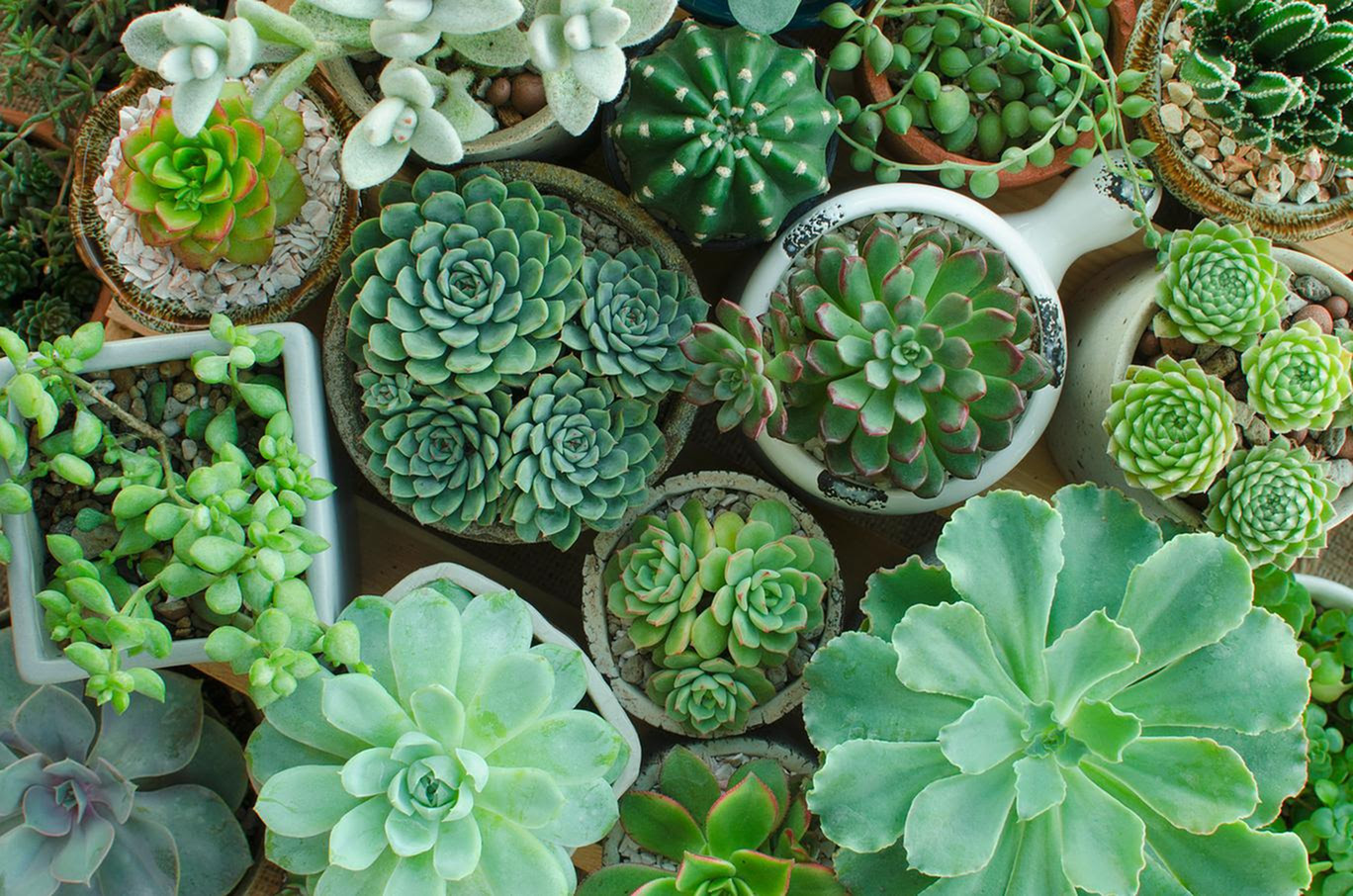 Benefits of Keeping an Indoor Garden-image