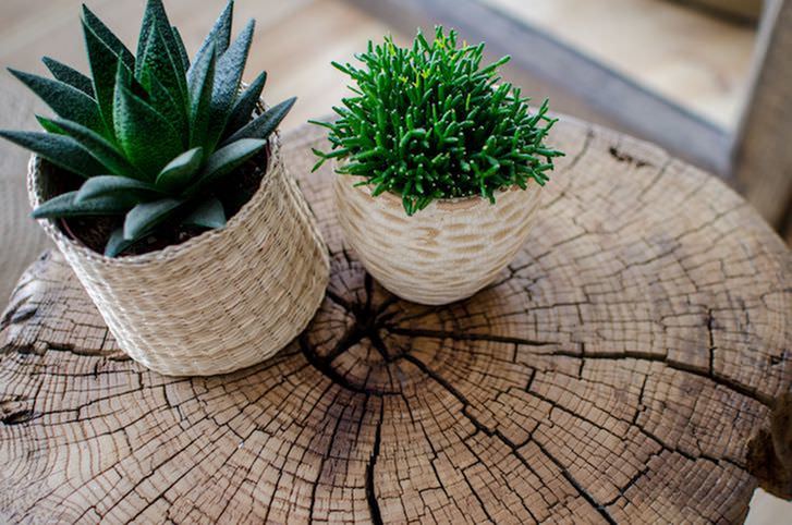 Refresh Your Space With Easy Care Indoor Plants-image