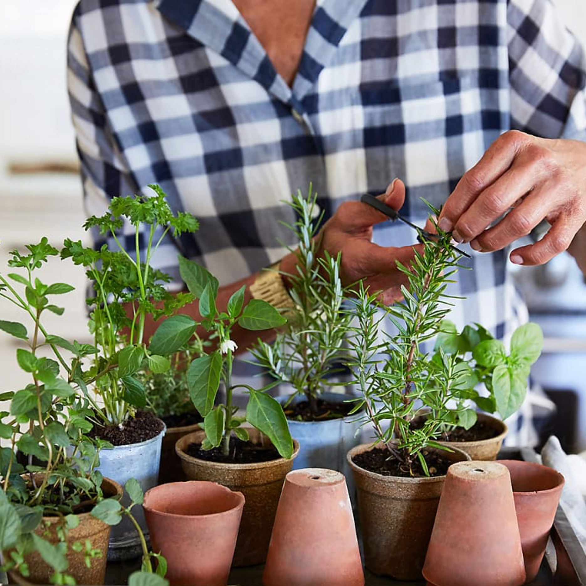 Creating a Vibrant Balcony Garden-image