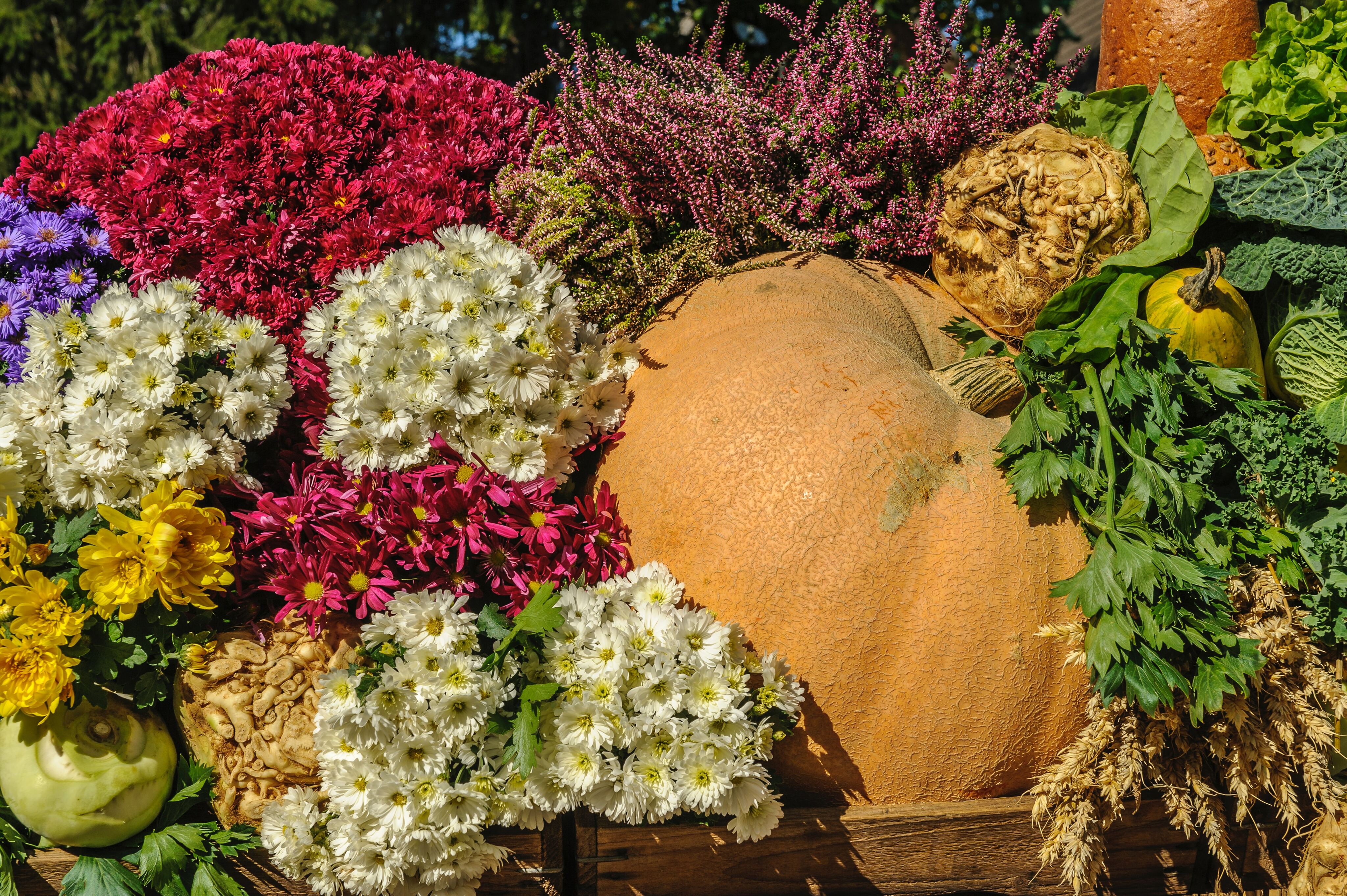 The Joy of Fall Gardening: Tips for Senior Apartment Dwellers-image