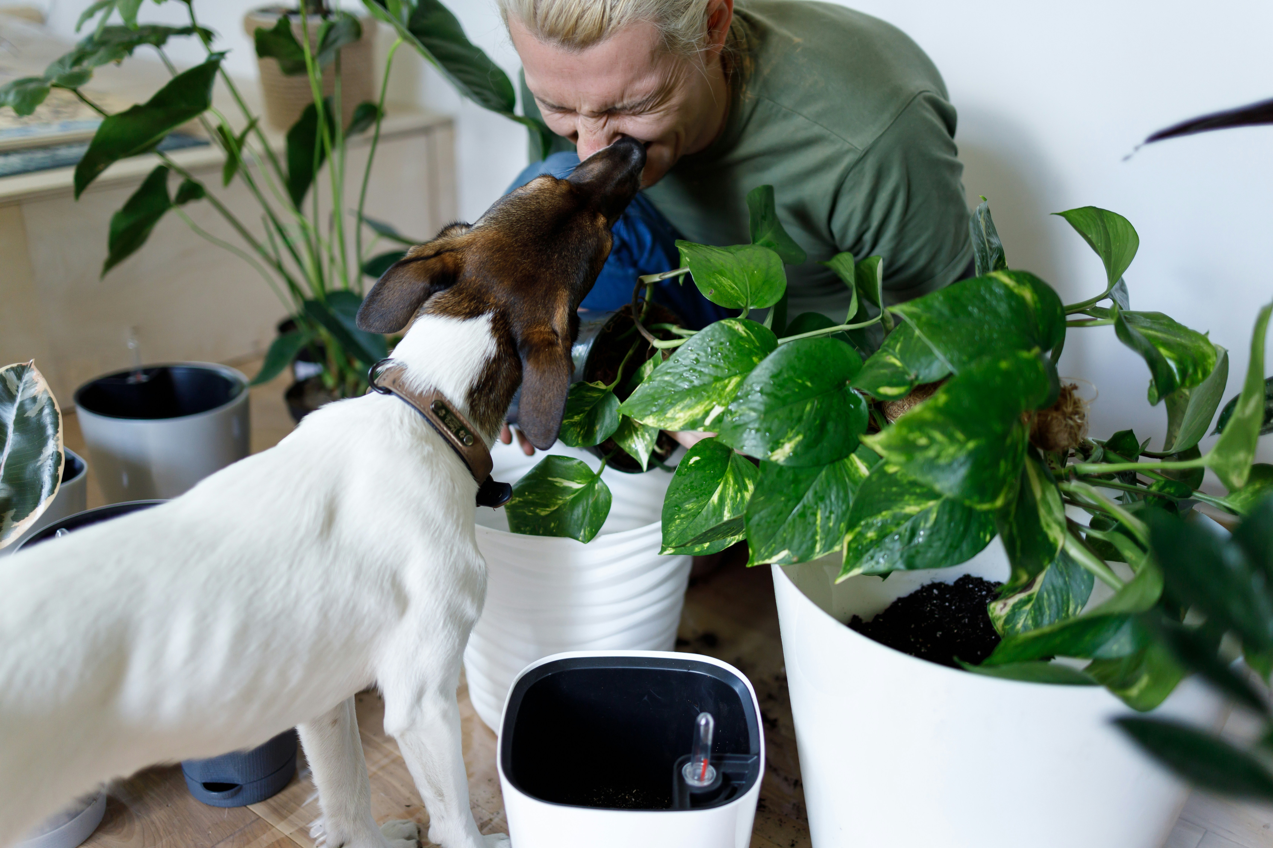 Creating an Active and Pet-Friendly Living Space for Seniors-image