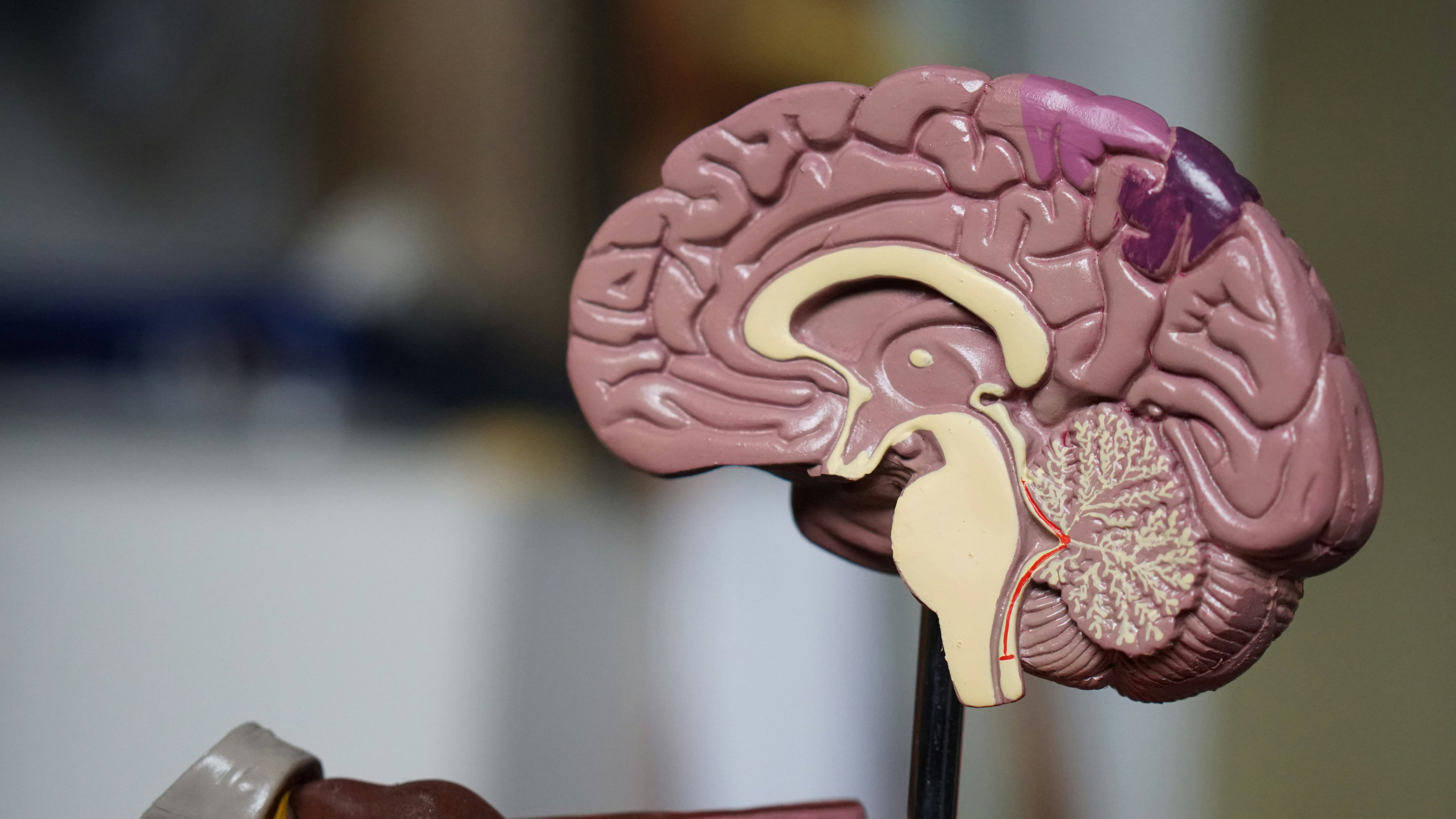 Maintaining Brain Health and Cognitive Function-image