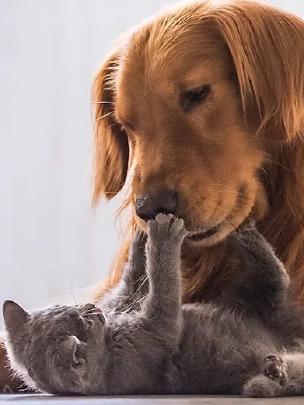 Pets Welcome