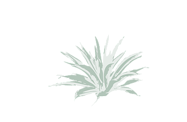 Sonoma Ridge Apartments logo featuring a minimalist agave plant design.