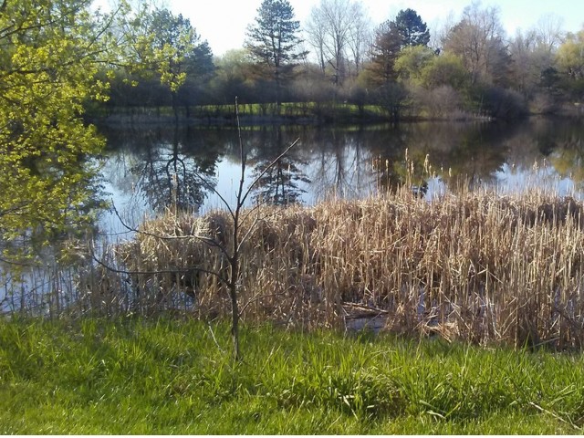 Image of Wildlife/Nature Pond for Village Manor Apartments
