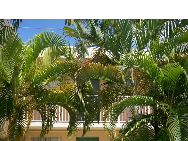 Image of Lush, Tropical Landscaping for Las Brisas Gardens Apartments