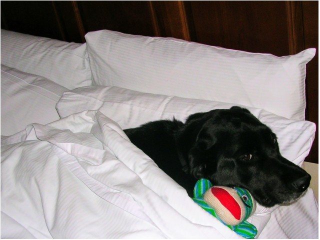 Image of Pet Friendly for Prime Place Stillwater