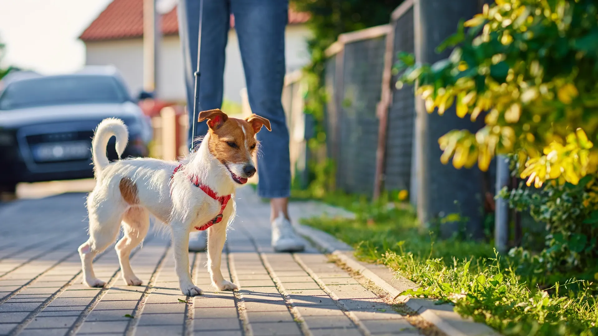 dog walkd at community