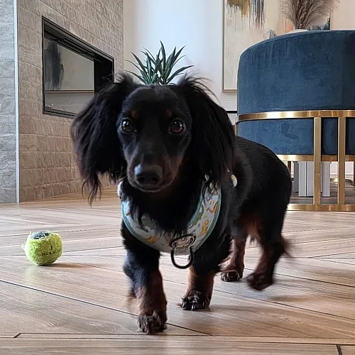 Charming modern living room with elegant decor, featuring a playful dachshund and a cozy ambiance.