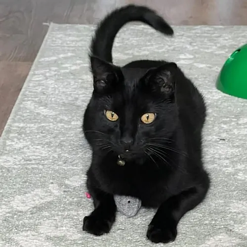 Charming black cat with bright eyes resting on a soft textured carpet, exuding a cozy and playful vibe.