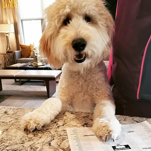 Charming dog standing at a luxurious marble countertop in a cozy, elegantly decorated living room, enhancing the inviting ambiance of the space.