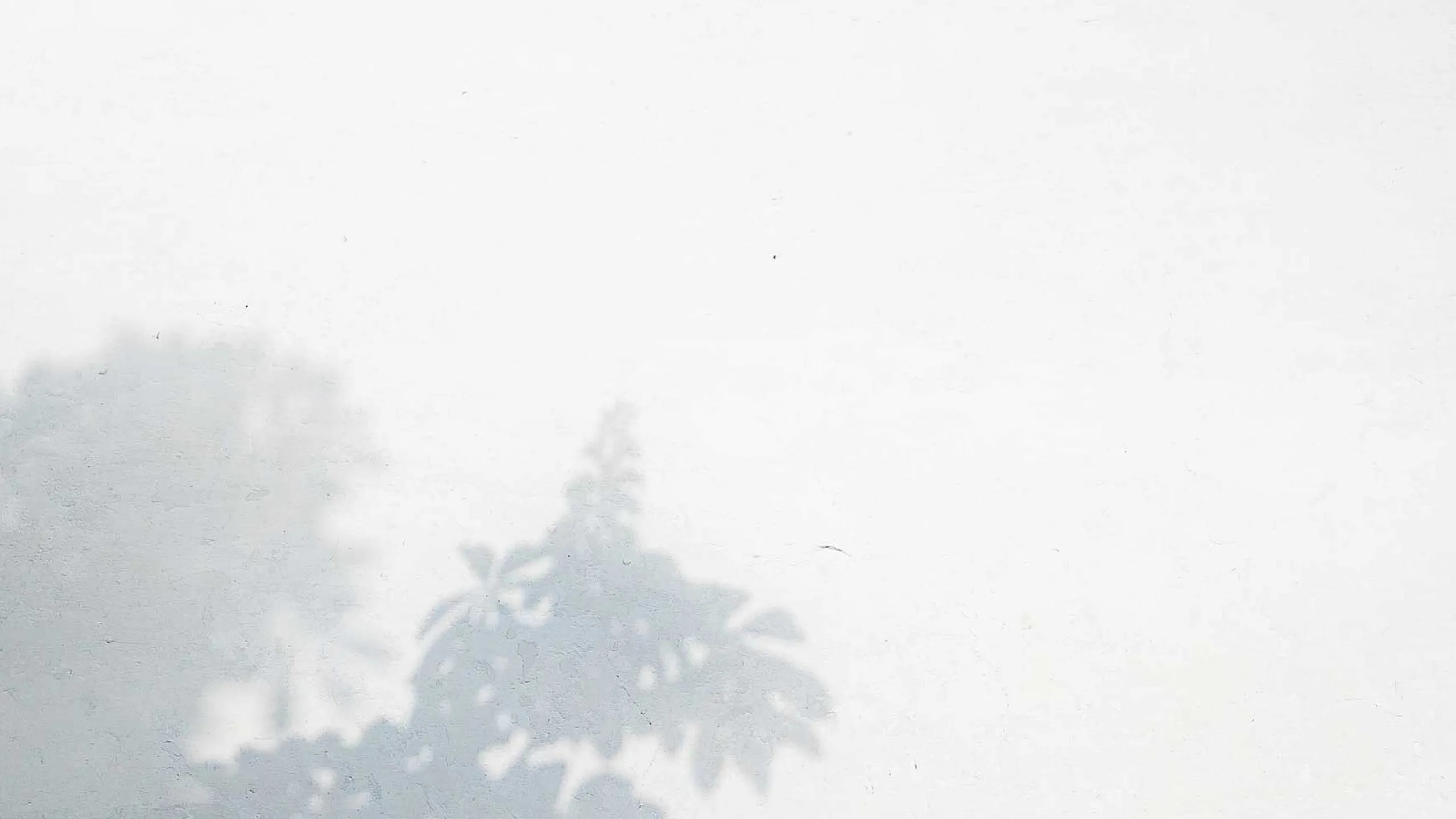 Minimalistic white wall with soft, artistic shadows of leafy trees, creating a serene and elegant ambiance.