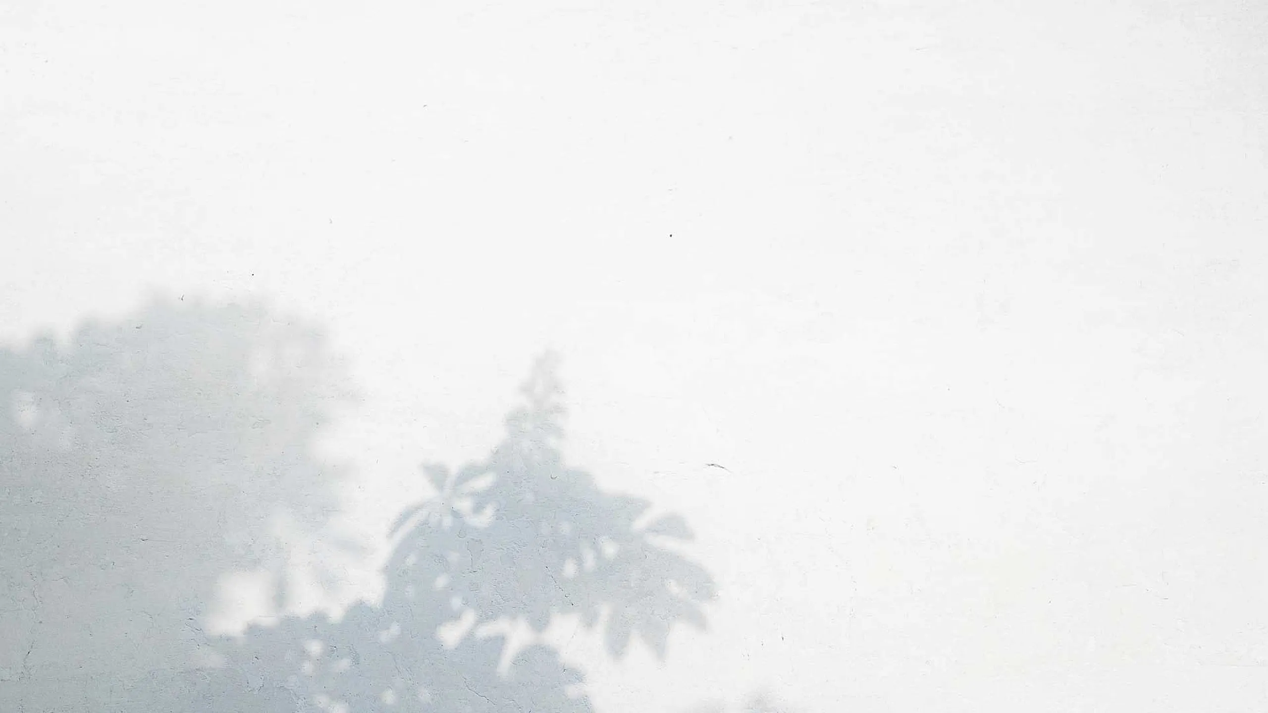 Serene minimalistic wall with delicate tree shadows, creating a tranquil and artistic ambiance.