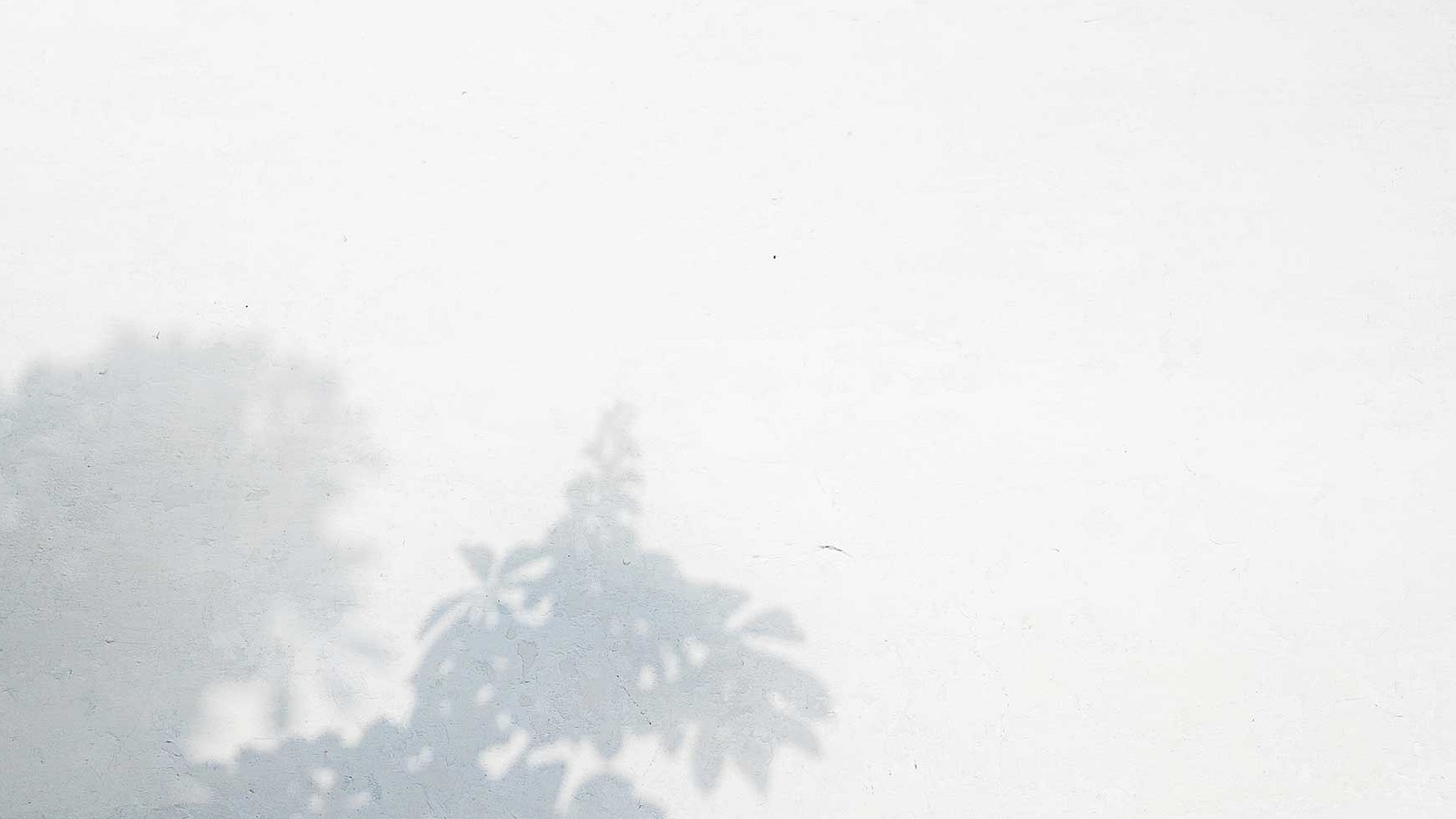 Minimalist white wall with artistic shadows of foliage casting a serene, natural design.