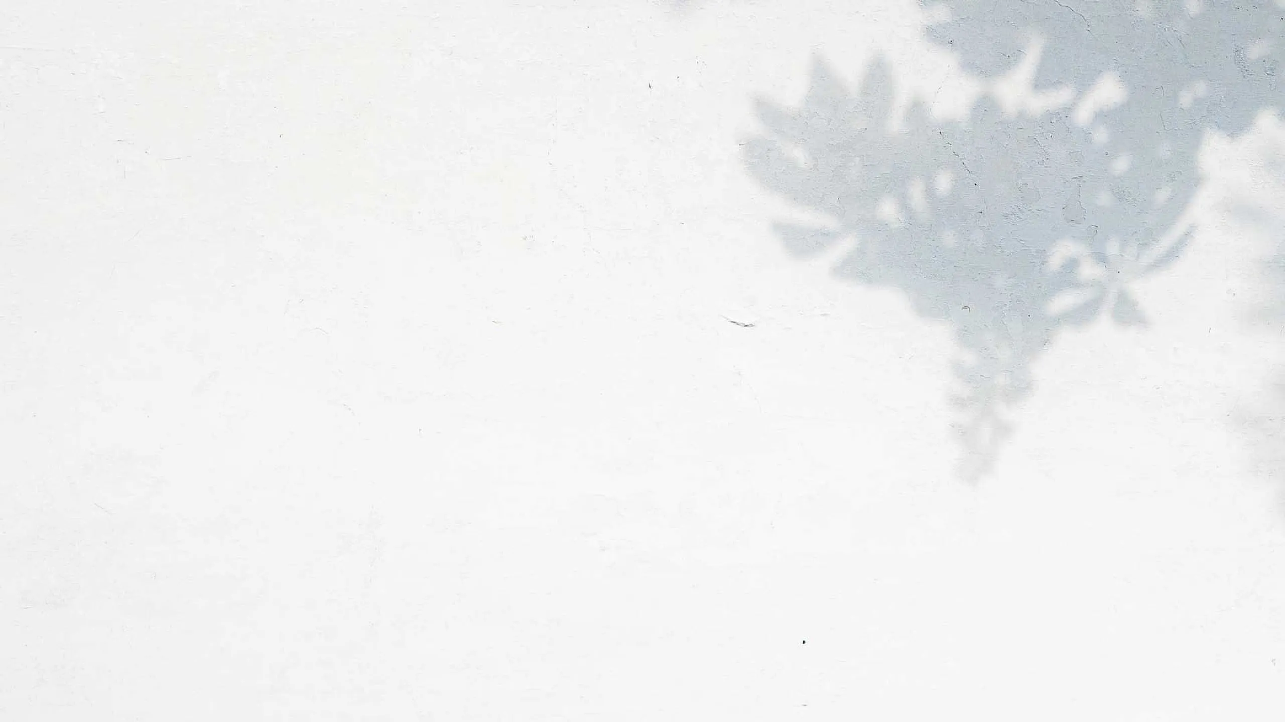 Minimalist wall with artistic leaf shadows creating a serene and calming atmosphere.