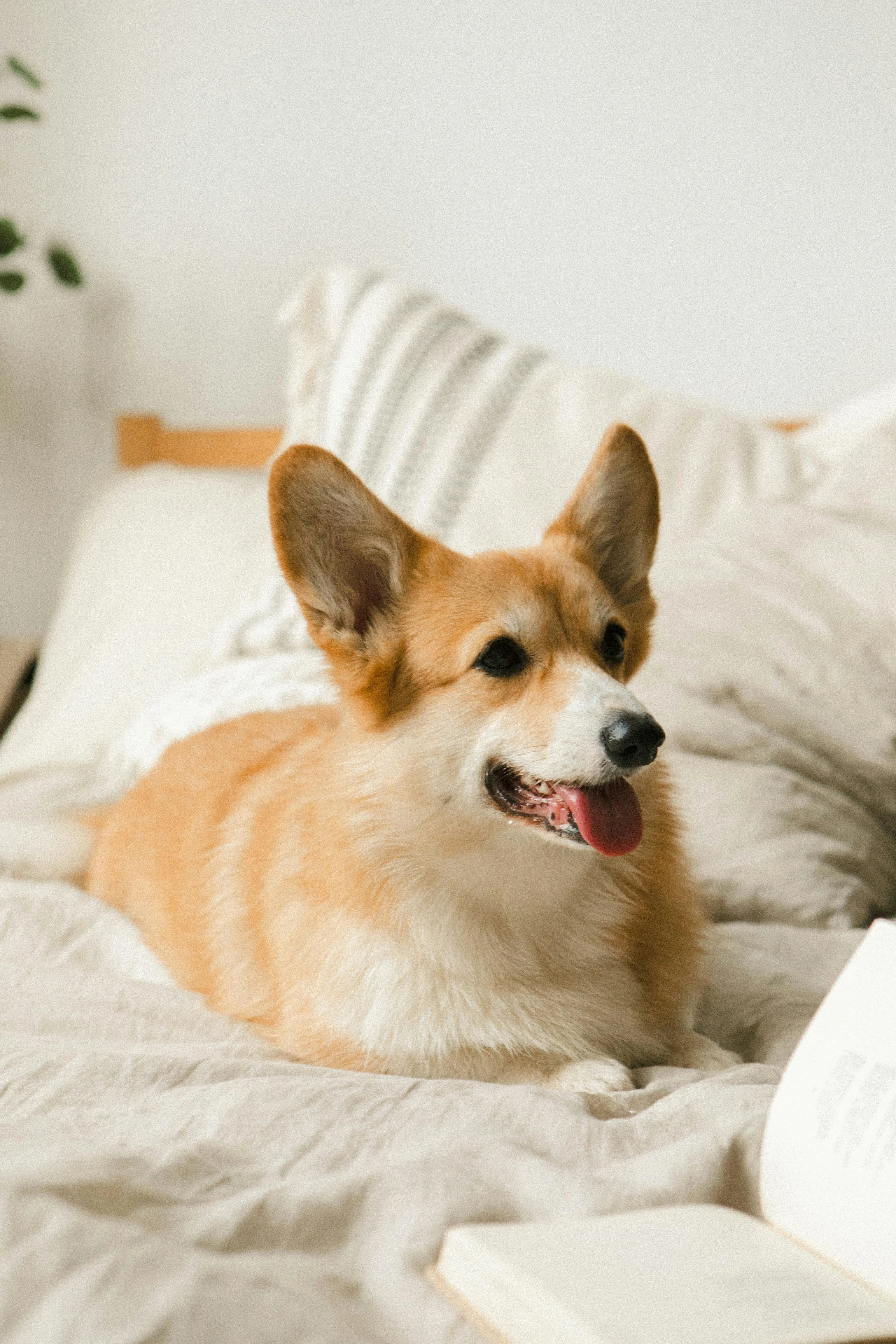 Charming corgi relaxing on a cozy bed, exuding warmth and comfort in a serene bedroom setting.
