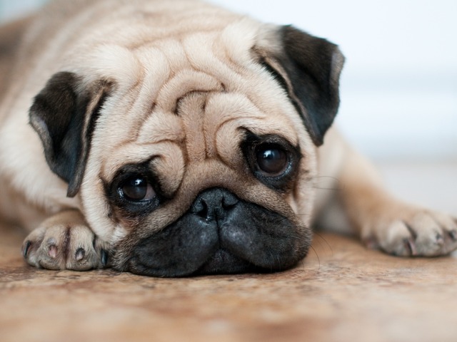 Kingsley-PetPolicy