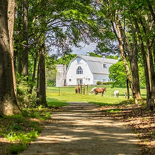 Charming country scene with a scenic pathway leading to a beautiful white barn surrounded by lush greenery and grazing horses.