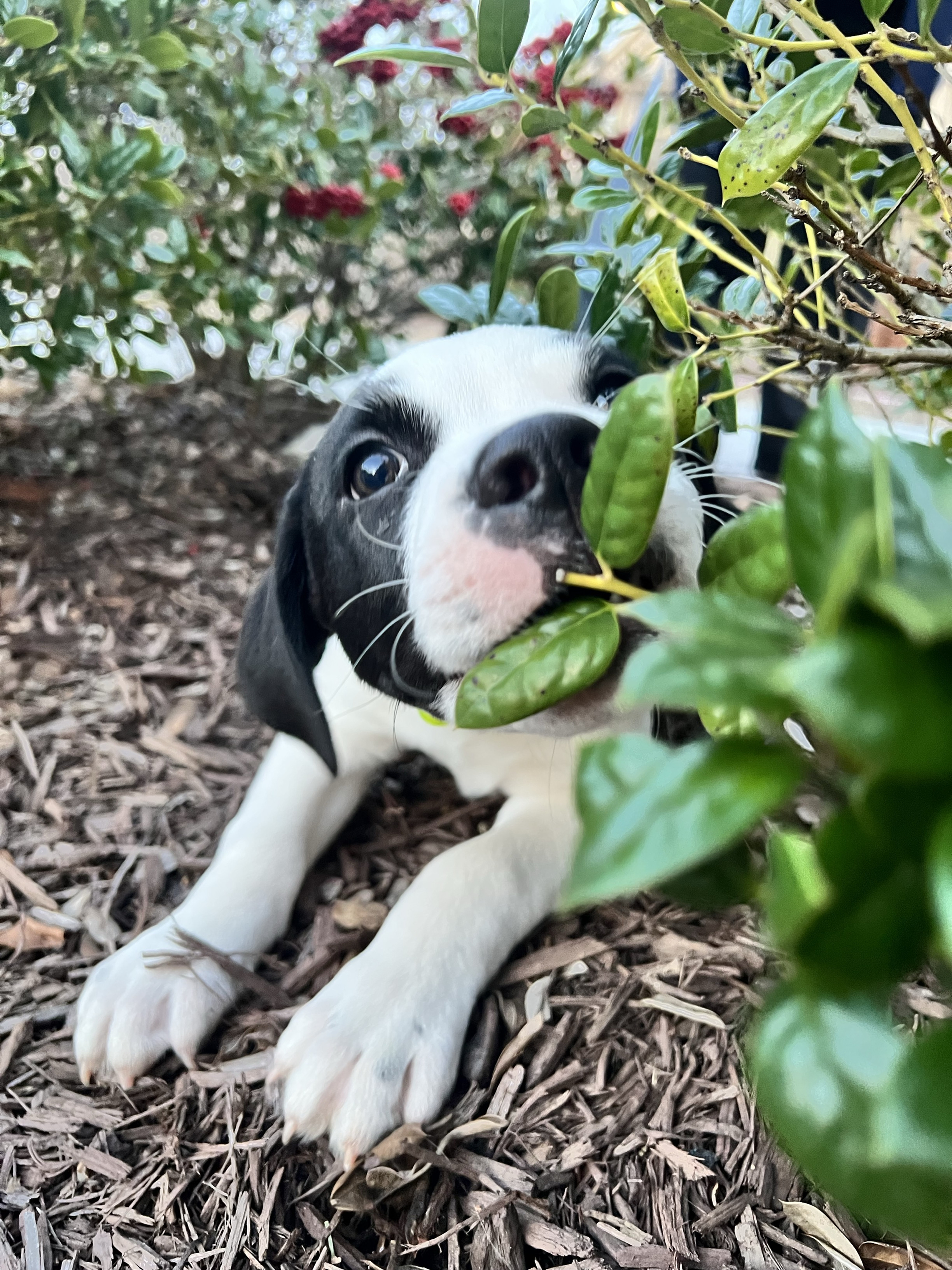 Adorable black and white puppy playfully exploring in a lush garden, surrounded by vibrant green leaves and colorful flowers.