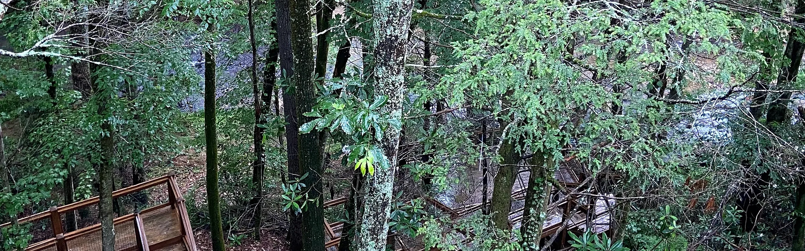 Serene forest view from a wooden balcony, surrounded by lush greenery and tranquil nature pathway.