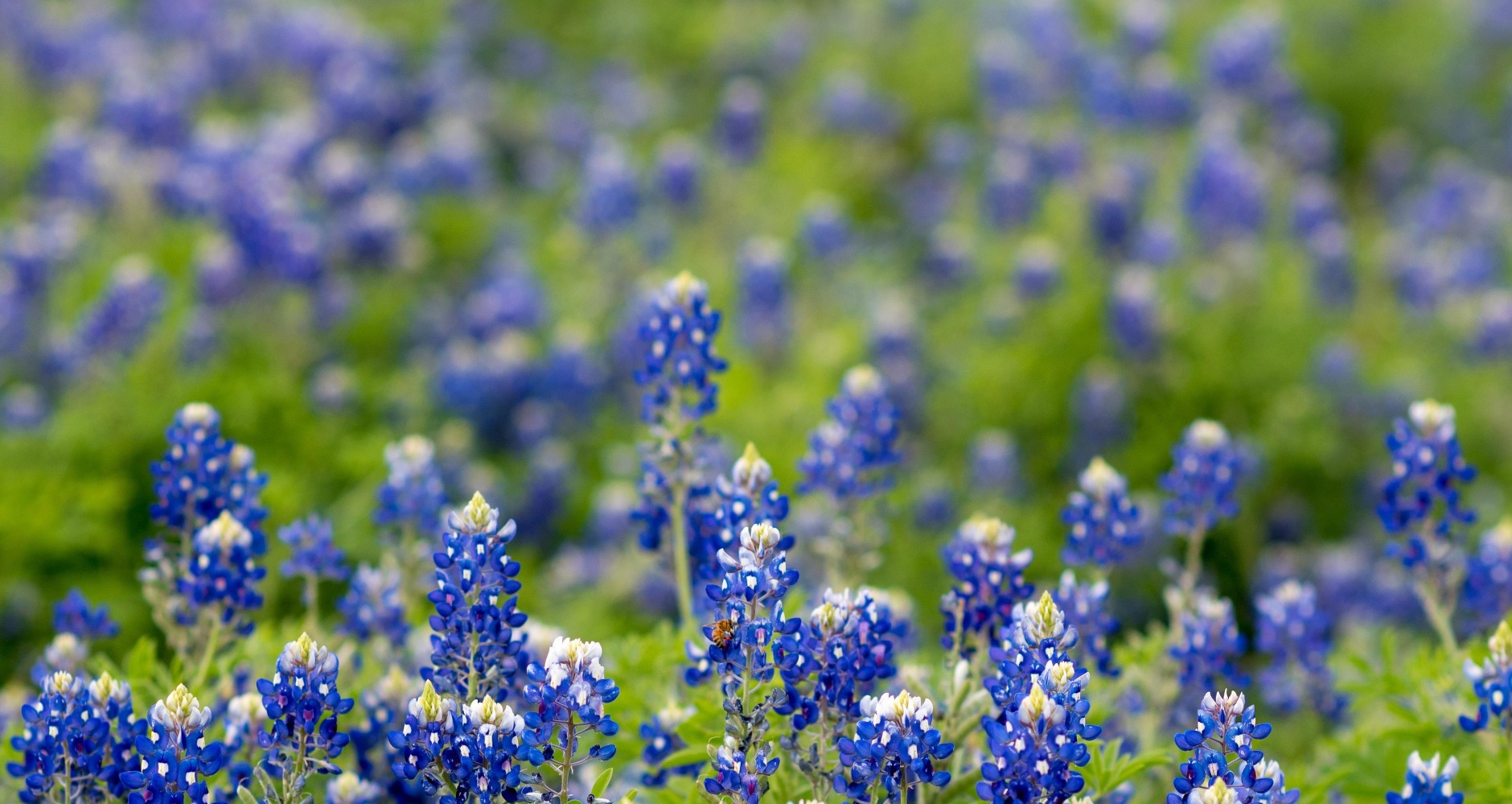 Kings Village, Wake Village, Texas