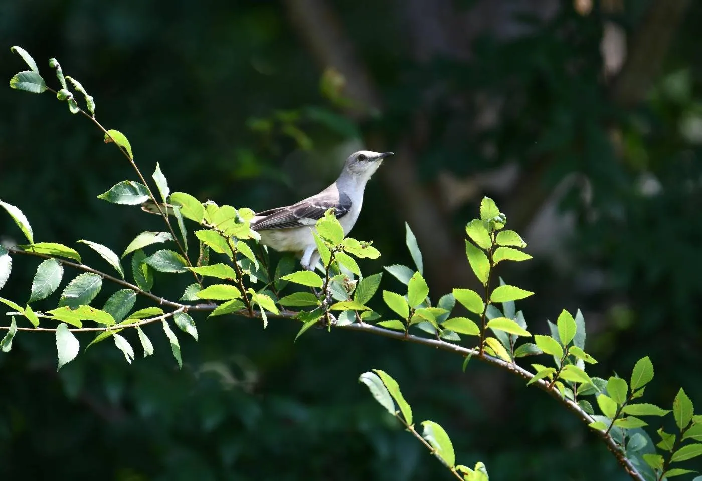 Mockingbird Stock Image