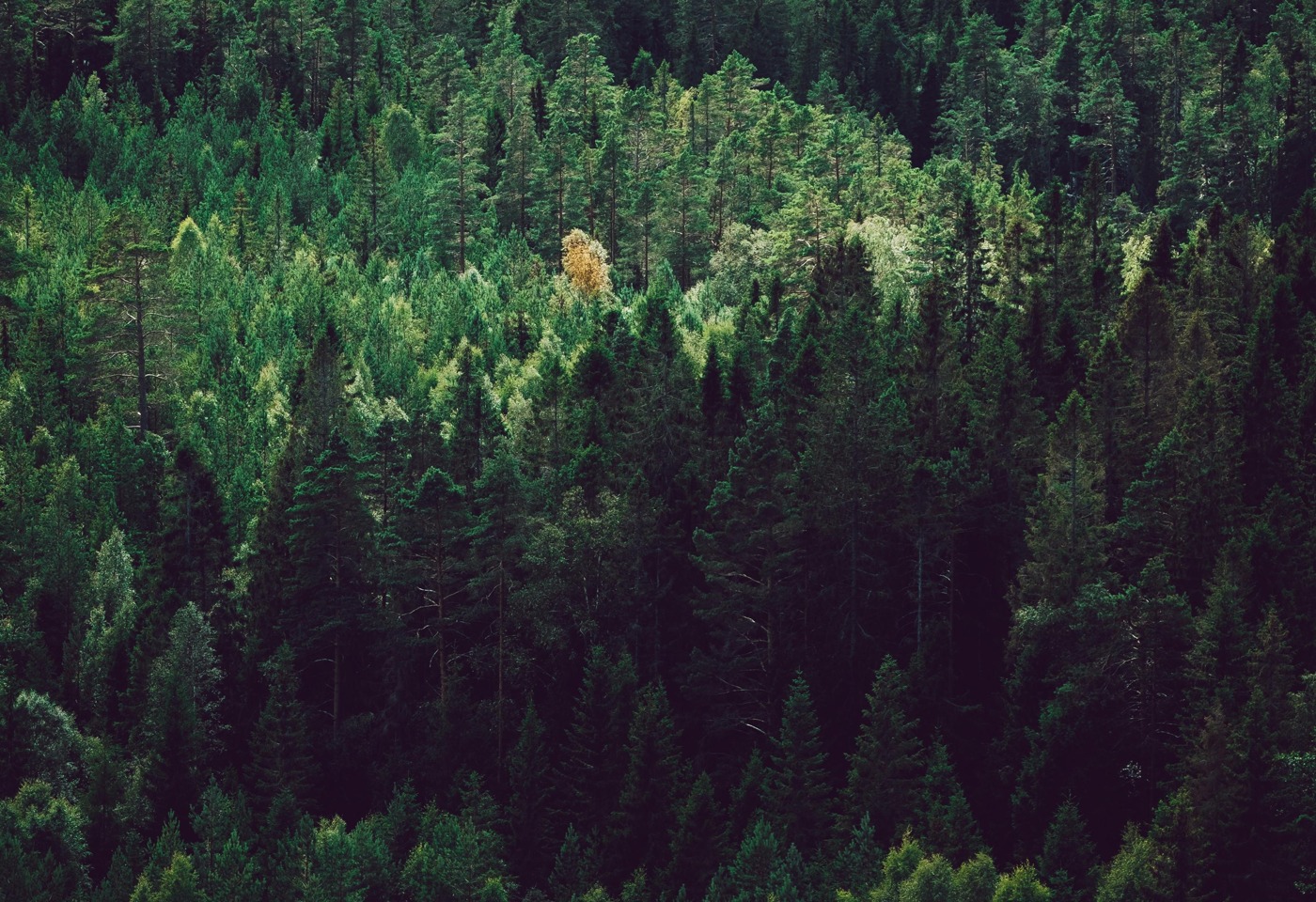 Pine Grove Stock Image