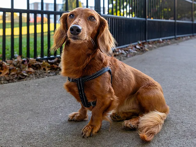 Charming dachshund sitting on a sidewalk beside a sleek black fence with lush green blur in the background.