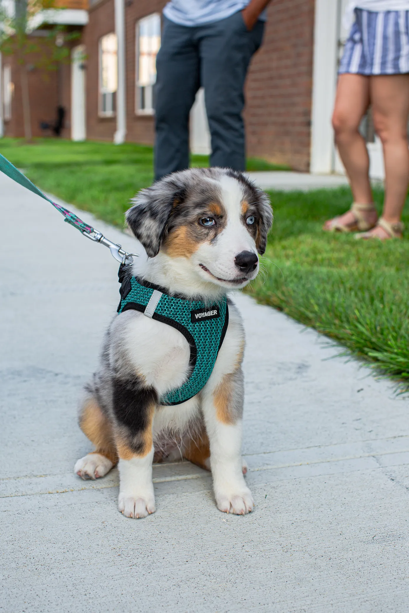 Pet Friendly Community