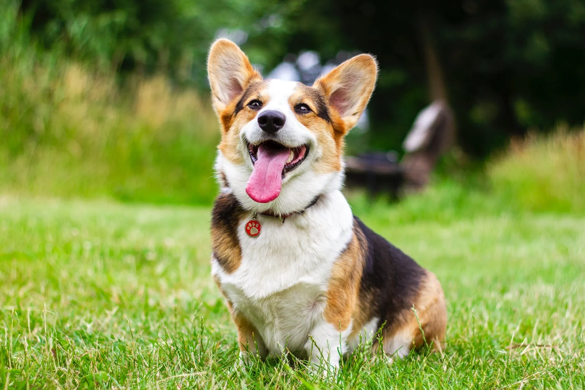 Pet Friendly Community