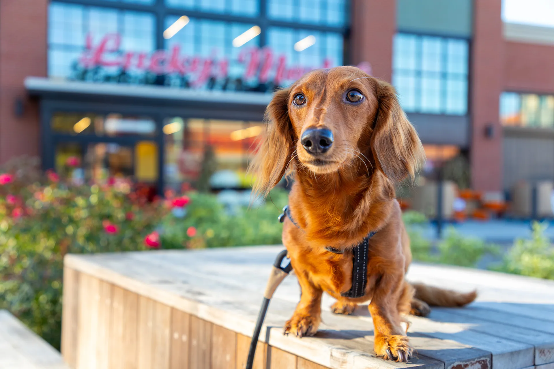 Pet Friendly Community