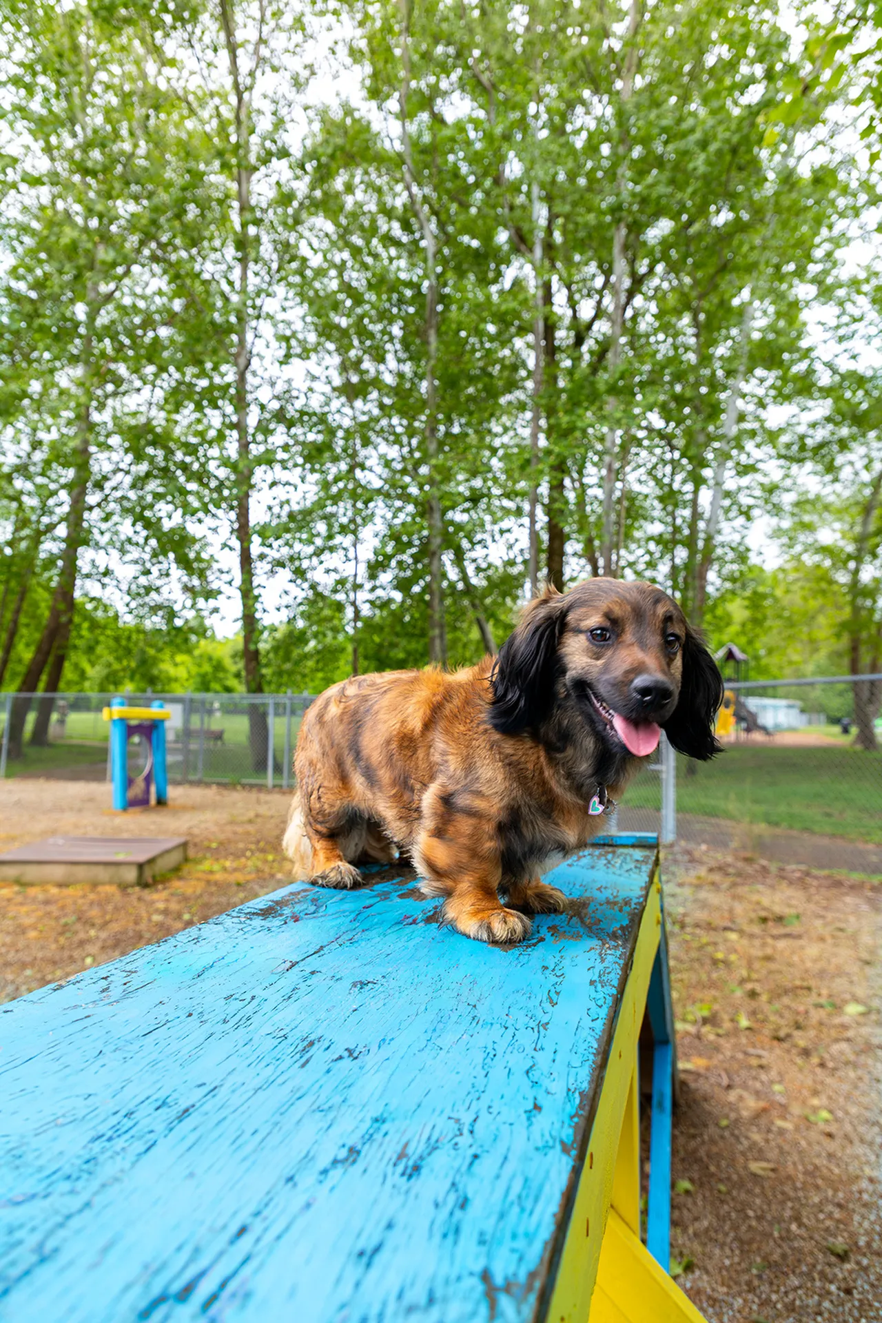 Pet Friendly Community