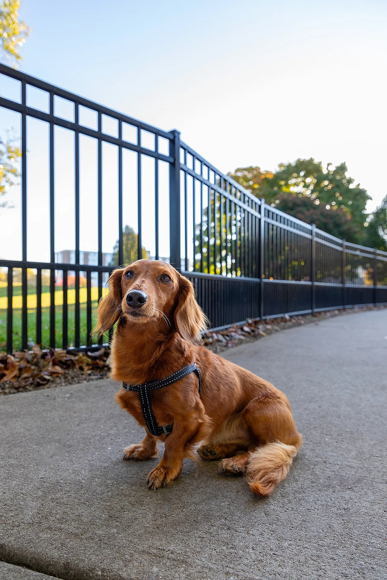Dog Park