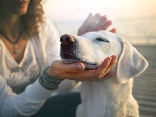 Pet Friendly Community