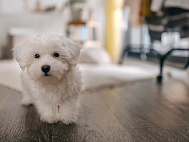 Pet Policy