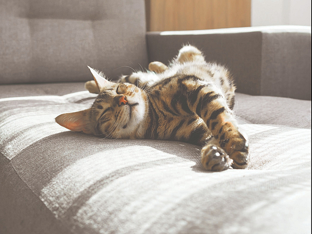 Pet Friendly Rental | Pets Allowed | Dog Friendly | Cat Friendly | Luxe of Prosper Apartments