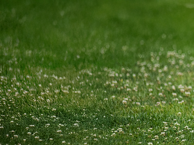 Lush green lawn with delicate white flowers, perfect for outdoor relaxation and recreation.