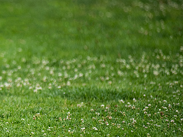 Vibrant green lawn with scattered white flowers, perfect for relaxing outdoor activities.