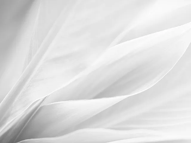 Minimalist abstract design featuring gentle, flowing curves in monochrome tones.