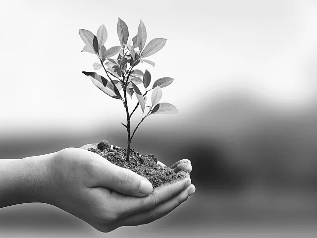 Black and white image of hands gently cradling a small plant, symbolizing growth and nurturing in a serene natural setting.