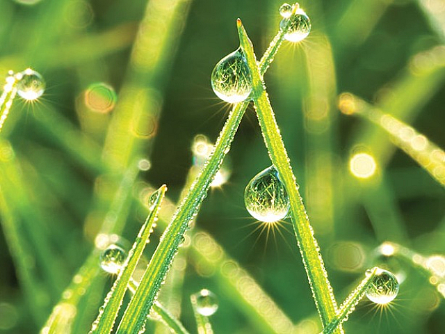 Vibrant close-up of dewdrops on lush green grass, glistening in the sunlight, showcasing nature's beauty.