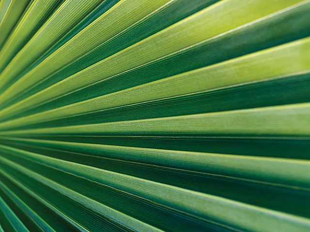 Close-up of vibrant green palm leaf with striking linear pattern, evoking a sense of tropical tranquility and natural beauty.