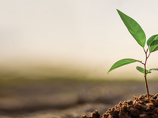 Vibrant young plant sprouting from rich soil, symbolizing growth and renewal.