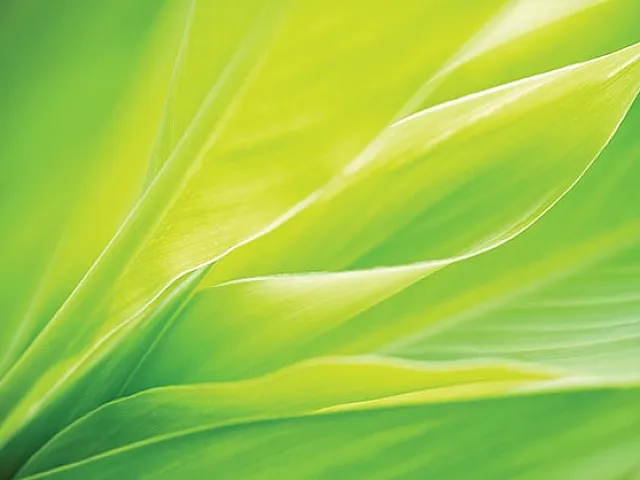 Vibrant green leaves in close-up, showcasing nature's elegance and freshness.