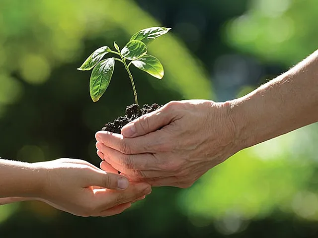 Nurturing hands passing a vibrant green seedling with rich soil, symbolizing growth and sustainability against a lush, natural backdrop.