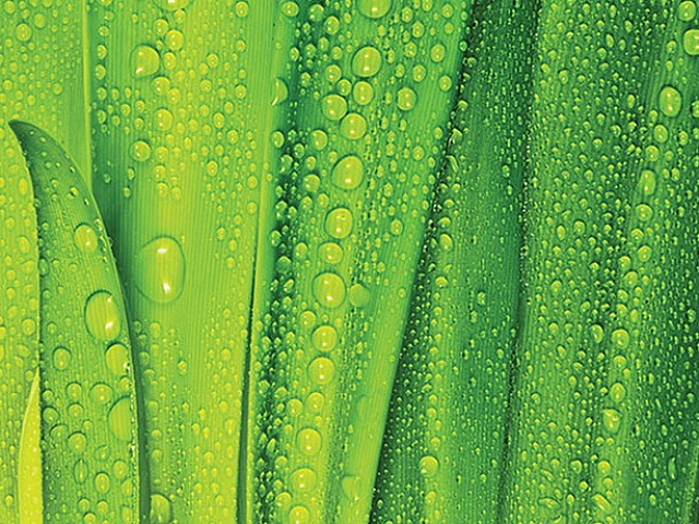 Vibrant close-up of lush green leaves with sparkling water droplets, evoking freshness and vitality.