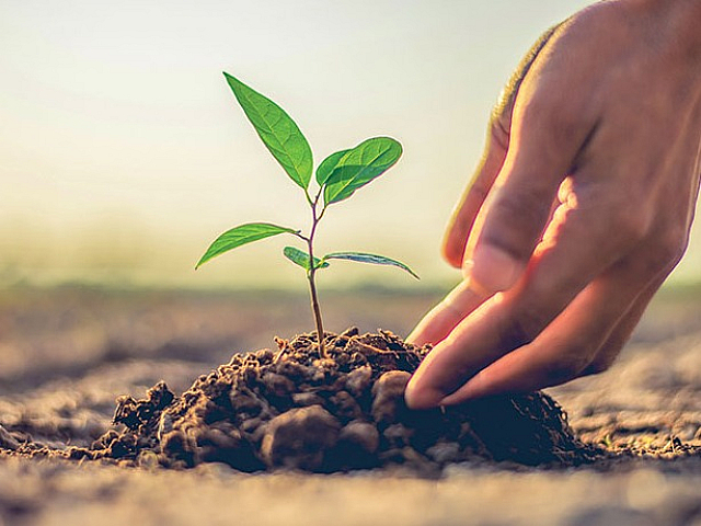 Close-up of a hand gently planting a vibrant green seedling in rich soil, symbolizing growth and renewal.
