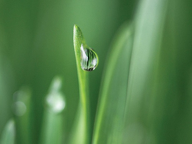 Close-up of a vibrant green leaf with a glistening dew drop, encapsulating nature's serene beauty and freshness.